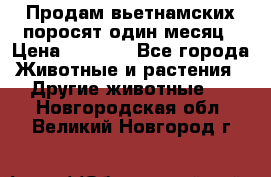 Продам вьетнамских поросят,один месяц › Цена ­ 3 000 - Все города Животные и растения » Другие животные   . Новгородская обл.,Великий Новгород г.